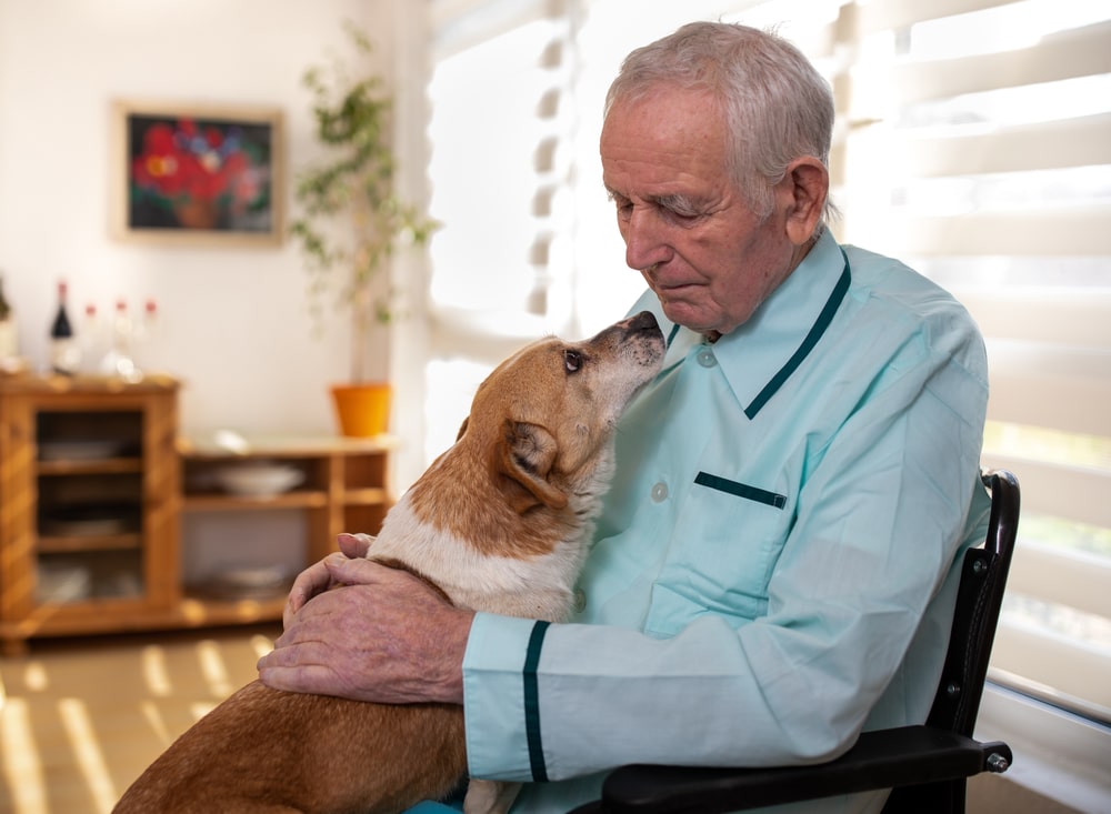 pet therapy