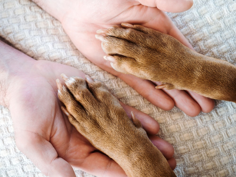 seniors adopt puppies