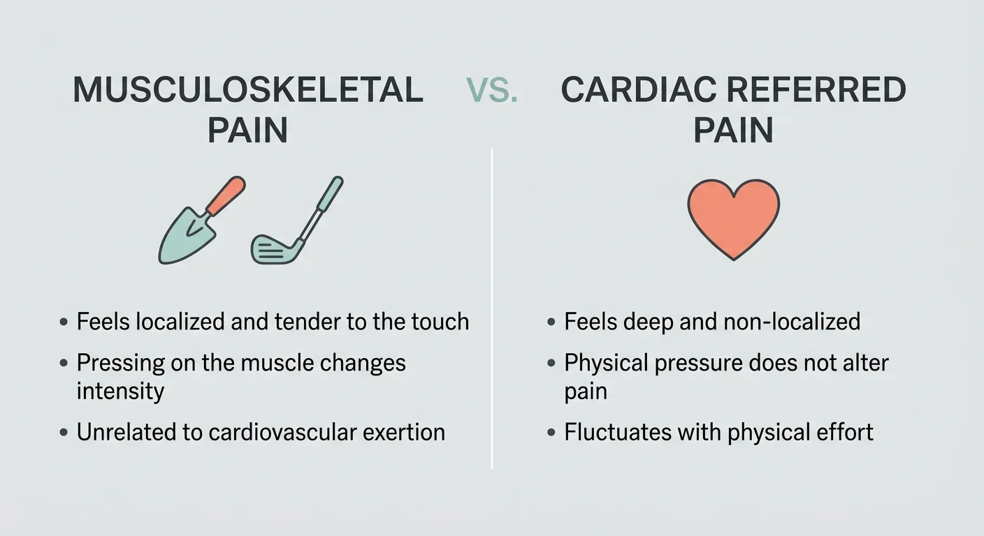 A clear, side-by-side comparison infographic distinguishing musculoskeletal pain from cardiac referred pain.