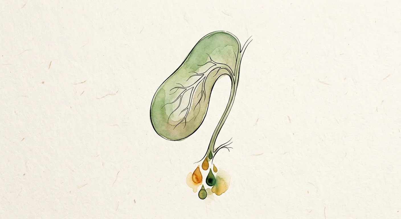 A minimalist watercolor illustration of a stylized green pear-shaped vessel with delicate ink lines mapping internal paths.
