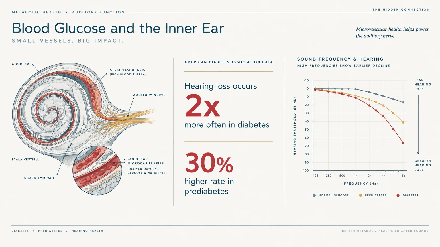 Medical diagram of inner ear anatomy alongside American Diabetes Association statistics and a frequency hearing loss graph.
