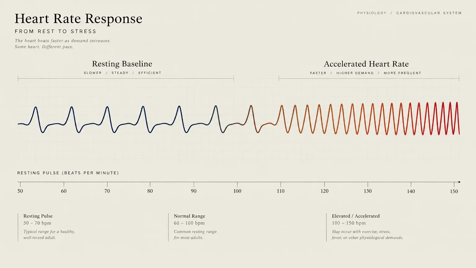 Diagram of a heart rate waveform shifting from a slow blue baseline to rapid red oscillations above 100 beats per minute.